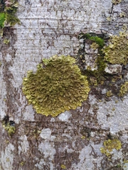 Melanelixia glabratula