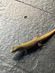 Phelsuma laticauda