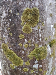 Melanelixia glabratula