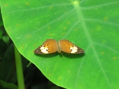 Cupha erymanthis lotis