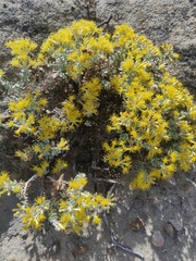 Ericameria cuneata