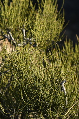 Ephedra antisyphilitica