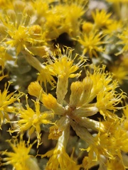 Ericameria cuneata