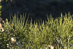 Ephedra antisyphilitica