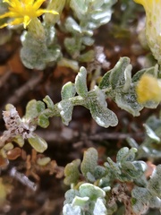 Ericameria cuneata
