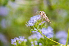 Melipotis agrotoides