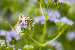 Melipotis agrotoides