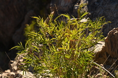 Tecoma stans angustata