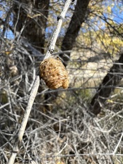Pseudovates arizonae