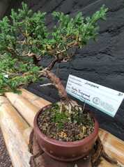 Juniperus coahuilensis
