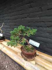 Juniperus coahuilensis