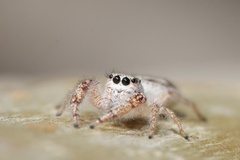 Metaphidippus siticulosus