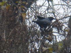 Corvus corax