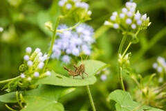 Schistocerca impleta