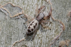 Metaphidippus siticulosus