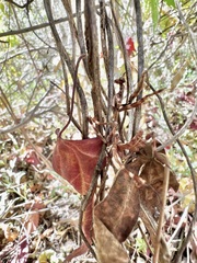 Pseudovates arizonae