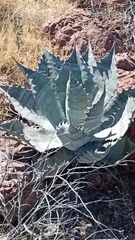 Agave colorata