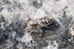 Metaphidippus siticulosus