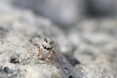 Metaphidippus siticulosus