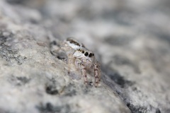 Metaphidippus siticulosus