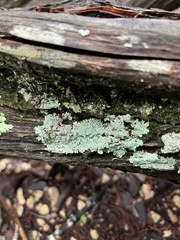 Flavoparmelia caperata