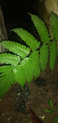 Macrothelypteris torresiana