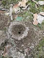 Aculeata