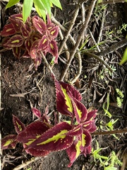 Coleus scutellarioides