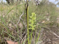 Microtis unifolia