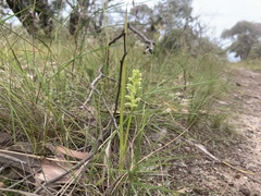 Microtis unifolia