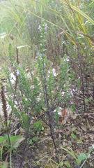 Euphrasia officinalis