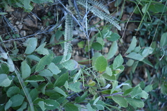 Mandevilla macrosiphon