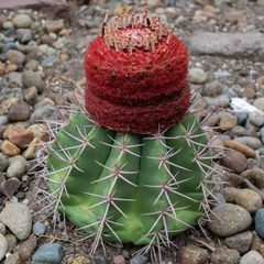 Melocactus peruvianus