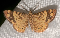 Aplogompha lafayi