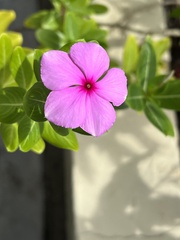 Catharanthus roseus