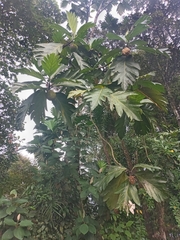 Artocarpus altilis