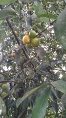 Diospyros maritima