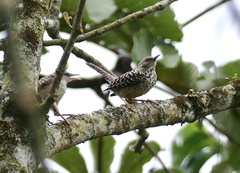 Campylorhynchus zonatus