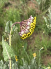 Asclepias albens