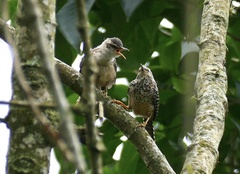 Campylorhynchus zonatus