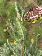 Asclepias albens