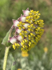 Asclepias albens