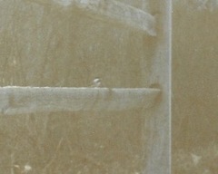 Poecile carolinensis