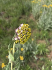 Asclepias albens