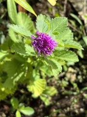 Centratherum punctatum