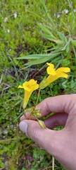 Erythranthe lutea