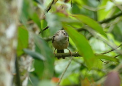 Campylorhynchus zonatus