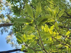 Pittosporum eugenioides