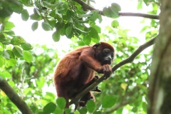 Alouatta seniculus