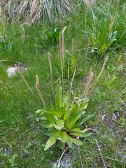 Plantago australis